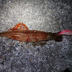 ヤリイカ狙い