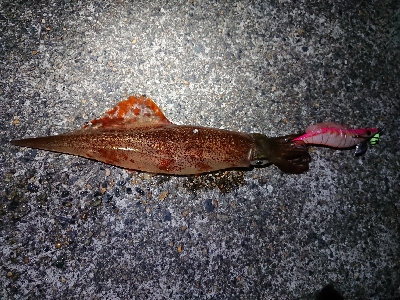 ヤリイカ狙い
