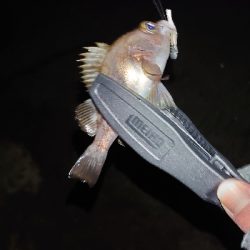 今年お初の釣り