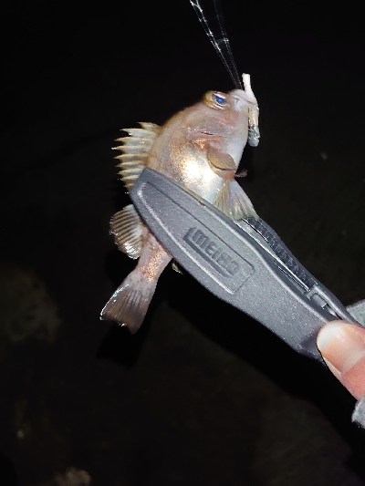 今年お初の釣り