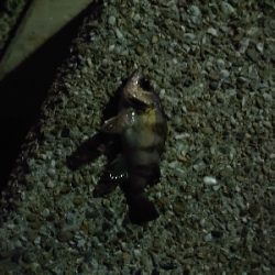 釣れても釣れなくてもプラグ縛り!