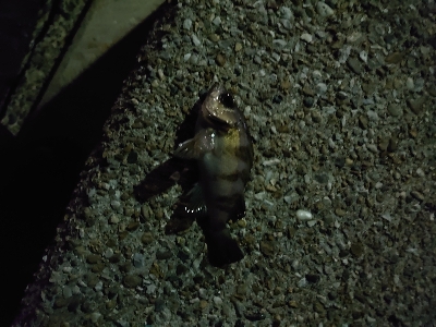 釣れても釣れなくてもプラグ縛り！