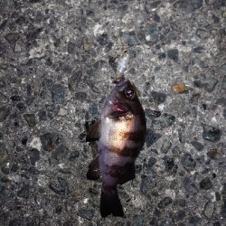 なかなかの風の中でのメバルプラッキング