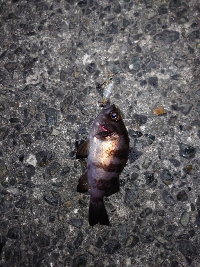 なかなかの風の中でのメバルプラッキング