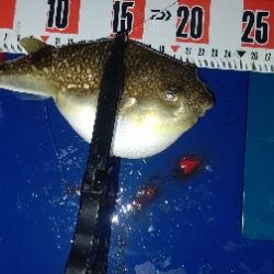 今年初の尺アジ