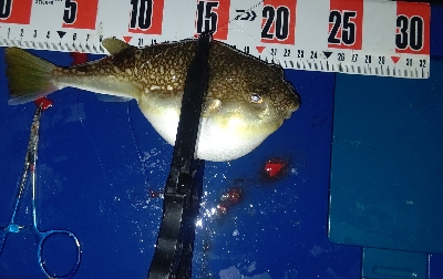 今年初の尺アジ