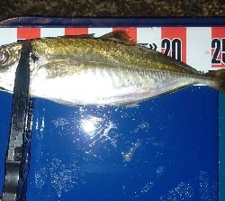 数釣りアジング！尺アジも❤️