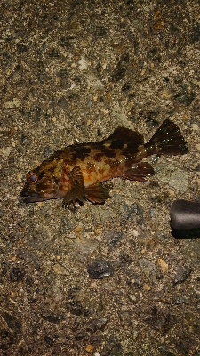 和歌山ガシリング