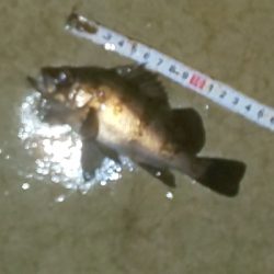 ﾒﾊﾞﾘﾝｸﾞの筈がﾊﾟﾗｿﾙ槍