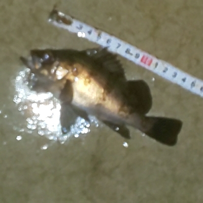 ﾒﾊﾞﾘﾝｸﾞの筈がﾊﾟﾗｿﾙ槍