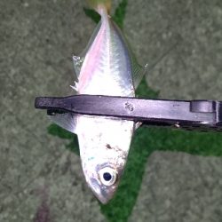 釣り初めアジング