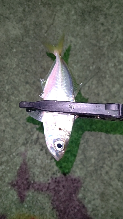 釣り初めアジング