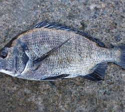 気温が高いと釣れる