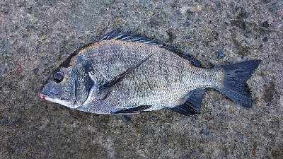 気温が高いと釣れる