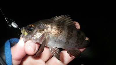 釣り初めIN淡路島