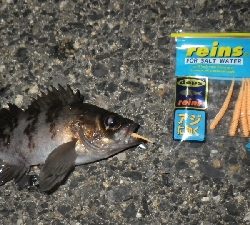 お散歩メバリング