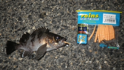 お散歩メバリング