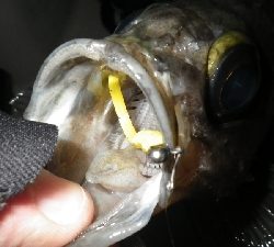 今年、初ボート～