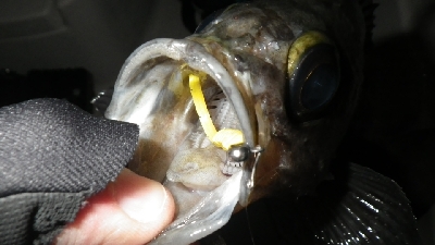 今年、初ボート～