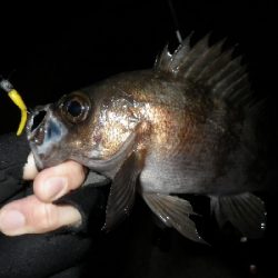 野暮用にて、少しだけ