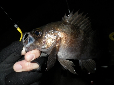 野暮用にて、少しだけ