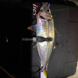 1月2日からアジング