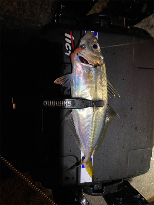 1月2日からアジング