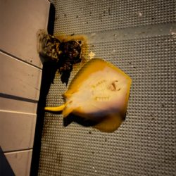 初釣りボートシーバス2021