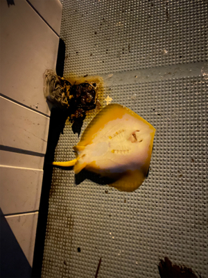 初釣りボートシーバス2021