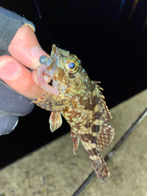 お手軽エサ釣り