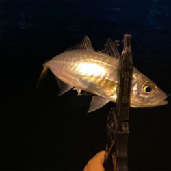 尺アジを沢山見た日　横で釣られた日