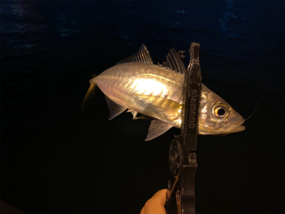 尺アジを沢山見た日　横で釣られた日