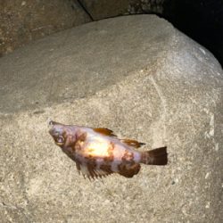 急遽の淡路遠征