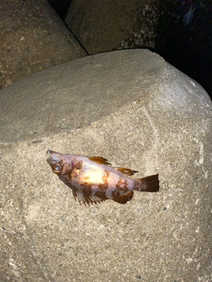 急遽の淡路遠征