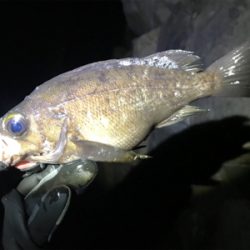 初釣りメバリング