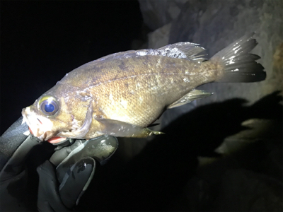 初釣りメバリング