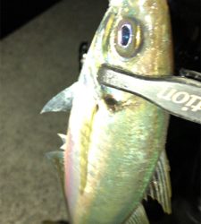 アジングナイト(初釣り成功)