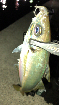 アジングナイト(初釣り成功)