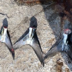 1月4日の親海公園