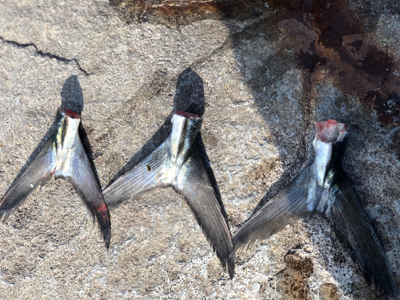 1月4日の親海公園