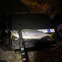 短時間アジング　本番