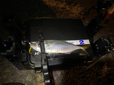 短時間アジング　本番