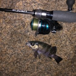 初釣り、鱗付け