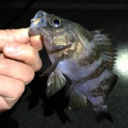 ナイトゲームメバリング