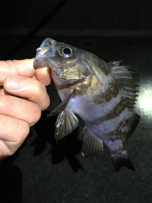 ナイトゲームメバリング