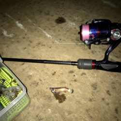 渋いけどヒイカまだ釣れます(^.^)