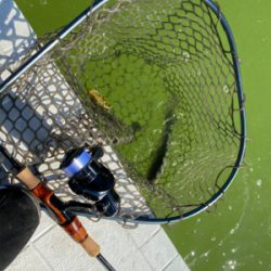 出勤前にサクッと管釣り