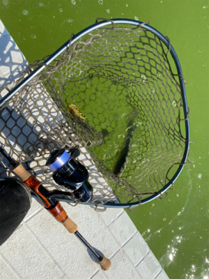 出勤前にサクッと管釣り