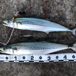 千歳地域 一応まだ釣れる…