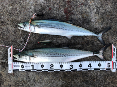 千歳地域 一応まだ釣れる…